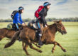 All the Wild Horses